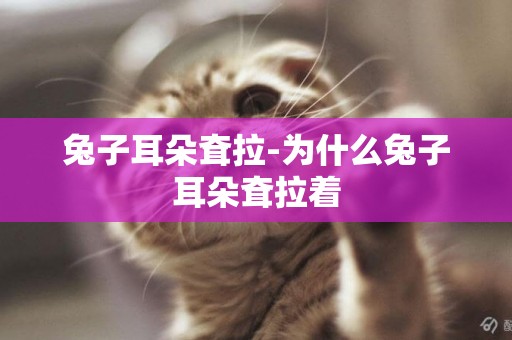 兔子耳朵耷拉-為什么兔子耳朵耷拉著