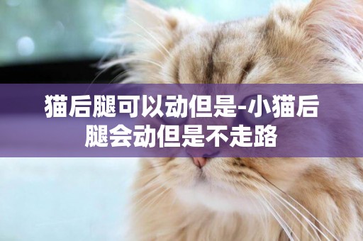貓后腿可以動但是-小貓后腿會動但是不走路