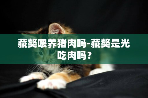 藏獒喂養豬肉嗎-藏獒是光吃肉嗎？