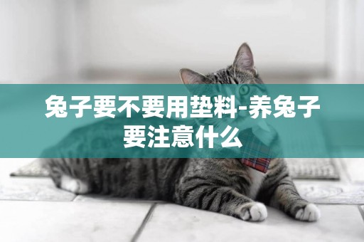 兔子要不要用墊料-養兔子要注意什么