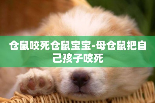 倉鼠咬死倉鼠寶寶-母倉鼠把自己孩子咬死