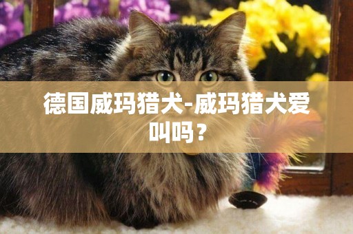 德國威瑪獵犬-威瑪獵犬愛叫嗎？