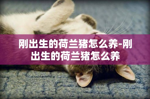 剛出生的荷蘭豬怎么養-剛出生的荷蘭豬怎么養