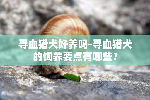尋血獵犬好養嗎-尋血獵犬的飼養要點有哪些？