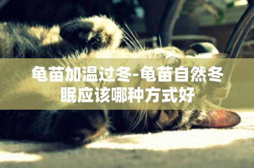 龜苗加溫過冬-龜苗自然冬眠應該哪種方式好