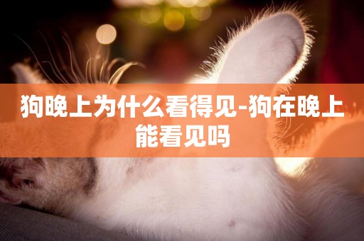 狗晚上為什么看得見-狗在晚上能看見嗎