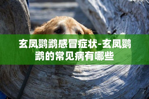 玄鳳鸚鵡感冒癥狀-玄鳳鸚鵡的常見病有哪些