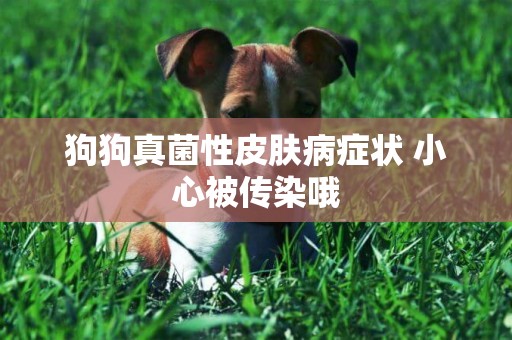 狗狗真菌性皮膚病癥狀 小心被傳染哦