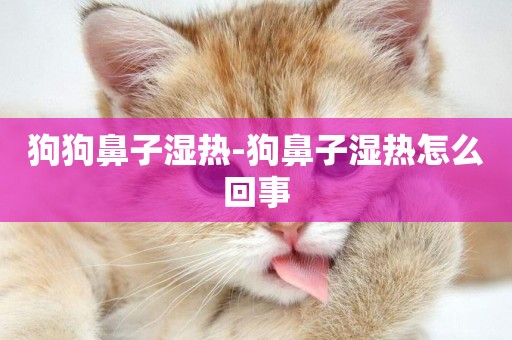 狗狗鼻子濕熱-狗鼻子濕熱怎么回事
