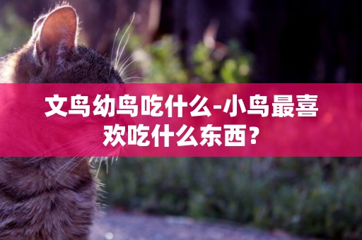 文鳥幼鳥吃什么-小鳥最喜歡吃什么東西？