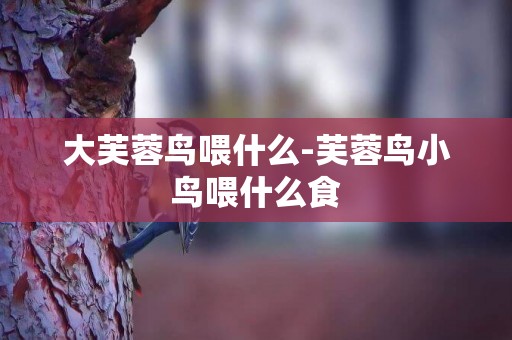 大芙蓉鳥喂什么-芙蓉鳥小鳥喂什么食