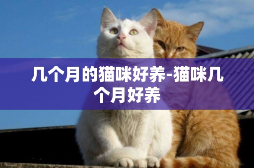 幾個月的貓咪好養-貓咪幾個月好養
