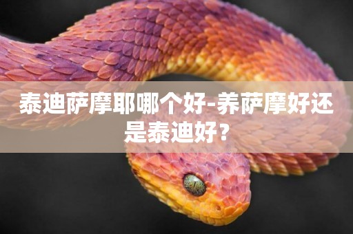 泰迪薩摩耶哪個好-養薩摩好還是泰迪好？