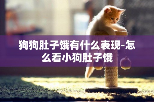 狗狗肚子餓有什么表現-怎么看小狗肚子餓