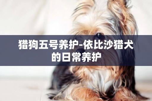 獵狗五號養護-依比沙獵犬的日常養護