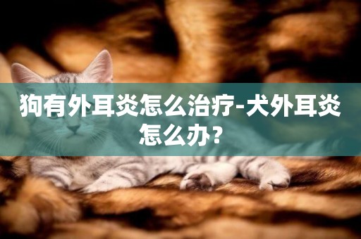 狗有外耳炎怎么治療-犬外耳炎怎么辦？
