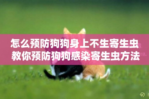 怎么預防狗狗身上不生寄生蟲 教你預防狗狗感染寄生蟲方法