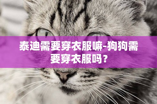 泰迪需要穿衣服嘛-狗狗需要穿衣服嗎？