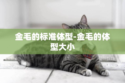 金毛的標準體型-金毛的體型大小