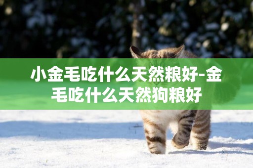 小金毛吃什么天然糧好-金毛吃什么天然狗糧好