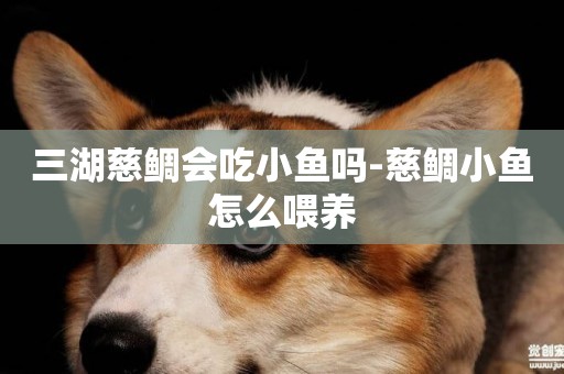 三湖慈鯛會吃小魚嗎-慈鯛小魚怎么喂養