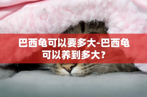巴西龜可以要多大-巴西龜可以養到多大？