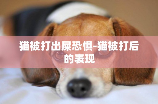 貓被打出屎恐懼-貓被打后的表現