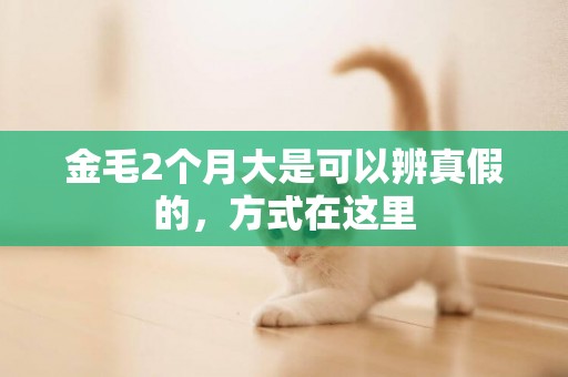 金毛2個月大是可以辨真假的，方式在這里