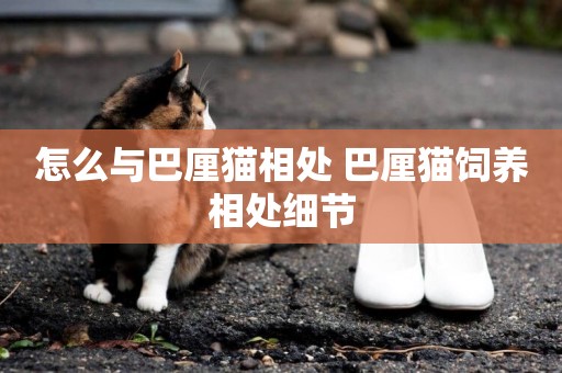 怎么與巴厘貓相處 巴厘貓飼養相處細節