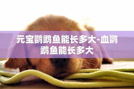 元寶鸚鵡魚能長多大-血鸚鵡魚能長多大