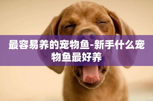 最容易養的寵物魚-新手什么寵物魚最好養
