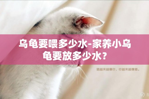 烏龜要喂多少水-家養小烏龜要放多少水？