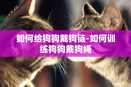 如何給狗狗戴狗鏈-如何訓練狗狗戴狗繩