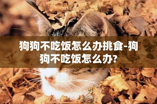 狗狗不吃飯怎么辦挑食-狗狗不吃飯怎么辦?