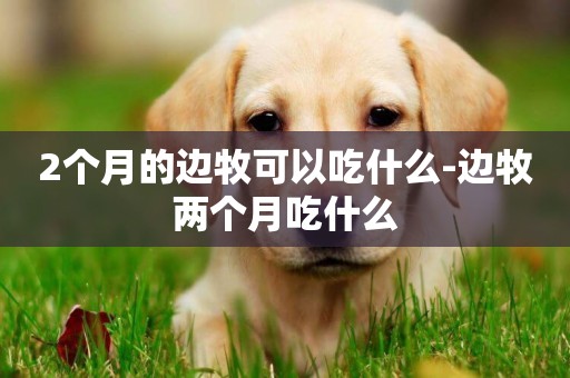 2個月的邊牧可以吃什么-邊牧兩個月吃什么