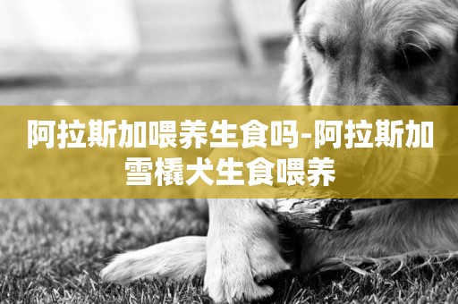 阿拉斯加喂養生食嗎-阿拉斯加雪橇犬生食喂養