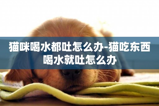 貓咪喝水都吐怎么辦-貓吃東西喝水就吐怎么辦