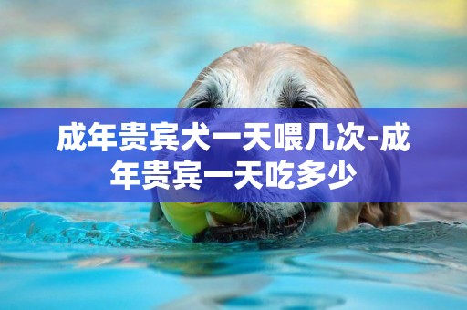 成年貴賓犬一天喂幾次-成年貴賓一天吃多少