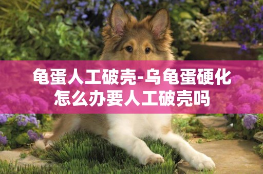 龜蛋人工破殼-烏龜蛋硬化怎么辦要人工破殼嗎
