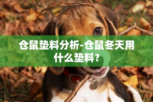 倉鼠墊料分析-倉鼠冬天用什么墊料？