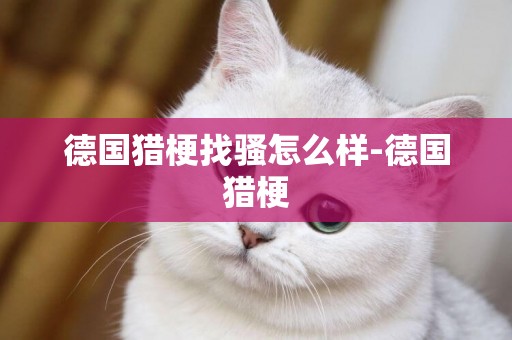 德國獵梗找騷怎么樣-德國獵梗