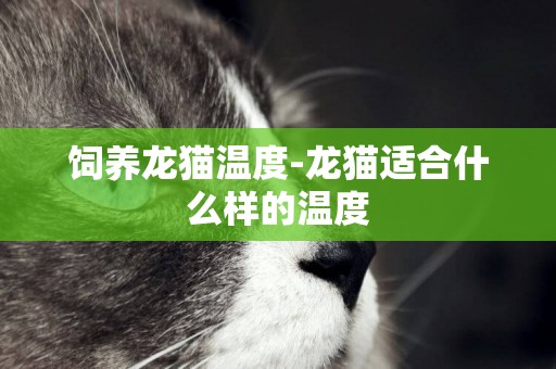 飼養龍貓溫度-龍貓適合什么樣的溫度