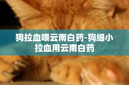 狗拉血喂云南白藥-狗細小拉血用云南白藥