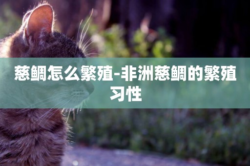 慈鯛怎么繁殖-非洲慈鯛的繁殖習性