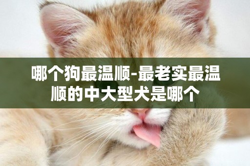 哪個狗最溫順-最老實最溫順的中大型犬是哪個