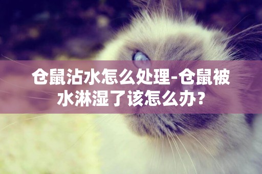 倉鼠沾水怎么處理-倉鼠被水淋濕了該怎么辦？