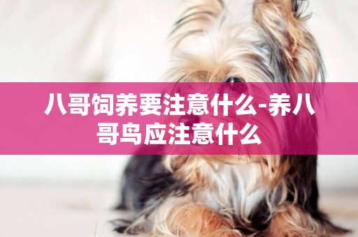 八哥飼養要注意什么-養八哥鳥應注意什么