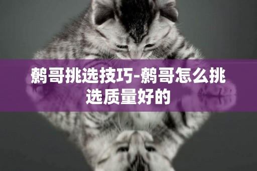 鷯哥挑選技巧-鷯哥怎么挑選質量好的