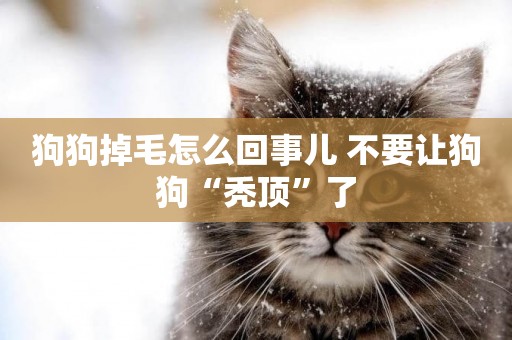 狗狗掉毛怎么回事兒 不要讓狗狗“禿頂”了