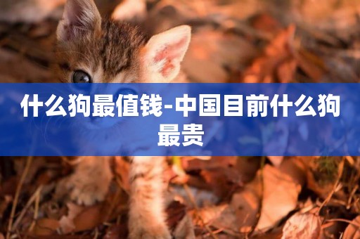 什么狗最值錢-中國目前什么狗最貴